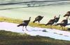 Wild Turkey flock (Meleagris gallopavo)