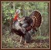 Wild Turkey (Meleagris gallopavo)