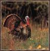 Wild Turkey (Meleagris gallopavo)