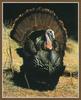 Wild Turkey (Meleagris gallopavo)