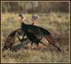 Wild Turkeys (Meleagris gallopavo)