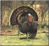 Wild Turkey (Meleagris gallopavo)