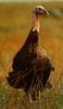 Wild Turkey (Meleagris gallopavo)