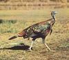 Wild Turkey (Meleagris gallopavo)