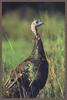 Wild Turkey (Meleagris gallopavo)