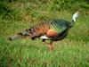 Ocellated Turkey (Meleagris ocellata)