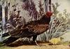 Turkey Vulture mother and chick (Cathartes aura)