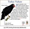 Turkey Vulture (Cathartes aura)