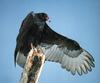 Turkey Vulture (Cathartes aura)