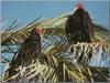 Turkey Vultures (Cathartes aura)