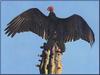 Turkey Vulture (Cathartes aura)