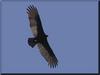 Turkey Vulture (Cathartes aura)