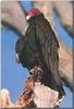 Turkey Vulture (Cathartes aura)