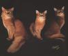 Domestic Cat (Felis silvestris catus) - Abyssinian trio