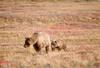 Brown Bear mother and cub (Ursus arctos)