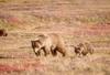 Brown Bear mother and cub (Ursus arctos)