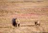 Brown Bear mother and cub (Ursus arctos)
