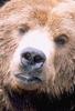 Brown Bear face (Ursus arctos)