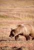 Brown Bear (Ursus arctos)