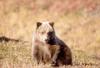 Brown Bear cub (Ursus arctos)