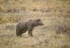 Brown Bear (Ursus arctos)