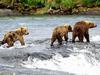 Brown Bear family (Ursus arctos)