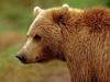 Brown Bear (Ursus arctos)