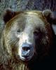 Brown Bear (Ursus arctos)