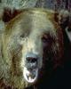 Brown Bear (Ursus arctos)