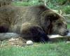 Brown Bear (Ursus arctos)