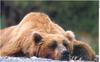 Brown Bear (Ursus arctos)