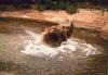 Brown Bear (Ursus arctos)