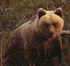 Brown Bear (Ursus arctos)