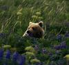 Brown Bear (Ursus arctos)