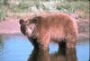 Brown Bear (Ursus arctos)