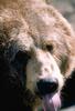 Brown Bear (Ursus arctos)