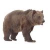 Brown Bear (Ursus arctos)