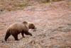 Brown Bear (Ursus arctos)