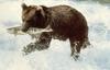 Brown Bear (Ursus arctos)