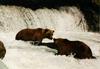 Brown Bears (Ursus arctos)