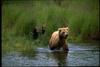 Brown Bear mother and cubs (Ursus arctos)