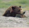 Brown Bear (Ursus arctos)