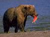 Brown Bear (Ursus arctos)