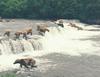 Brown Bears (Ursus arctos)