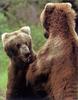 Brown Bears (Ursus arctos)