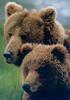 Brown Bears (Ursus arctos)