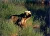 Brown Bear (Ursus arctos)