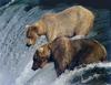 Brown Bears (Ursus arctos)