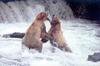 Brown Bears (Ursus arctos)