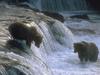 Brown Bears (Ursus arctos)